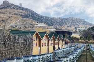 مزرعة الفراولة الطائف (الأسعار + داخل المزرعة + الموقع + آراء الناس)